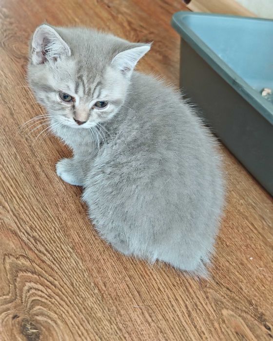 Продається  шотландський прямовухий  таббі котик - муркотун. 22'.5 міс, від чистопородних батьків - шотландців.