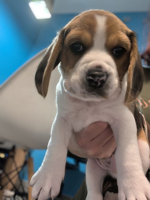 Beagle tricolor samiec