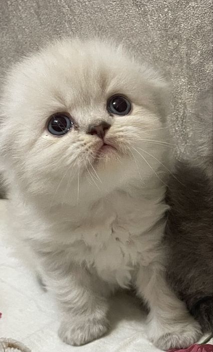 Продається Шотландське кошенятко!