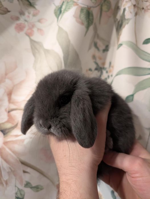 Mini lop, baranek miniaturka, karzelek