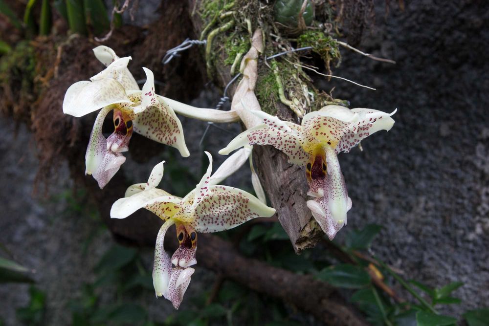 Orquídea melrinho de cheiro