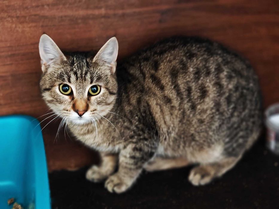 Короткошерстий кіт Лео 4 міс Котик Кошеня Котенок Котеня