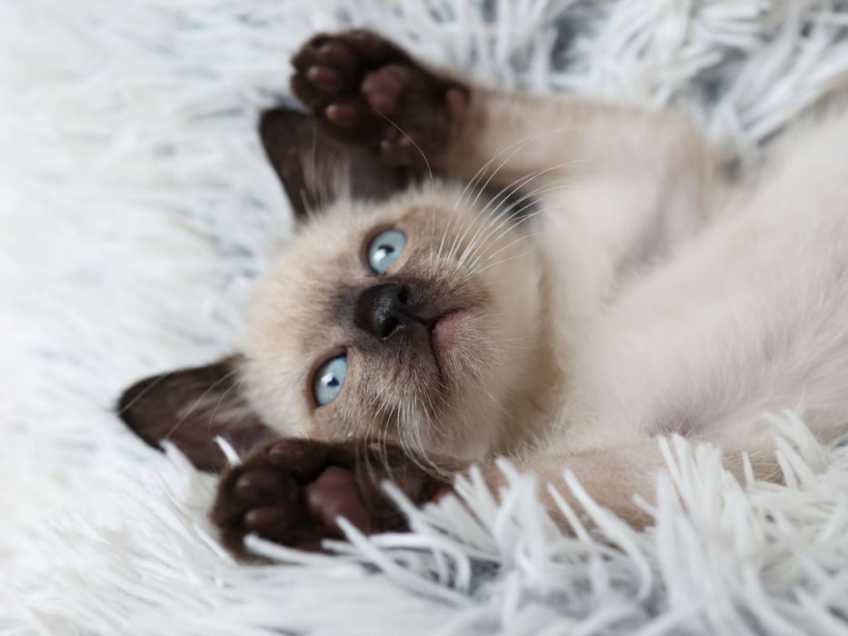 Продам Сиамских котят.