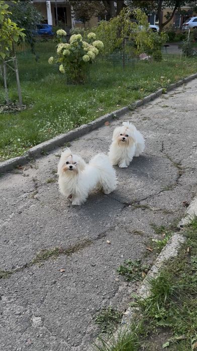 мальтезе міні хлопчик