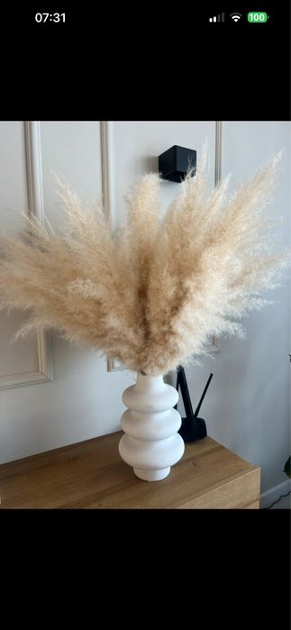 Trawa pampasowa, trawa do wazonu