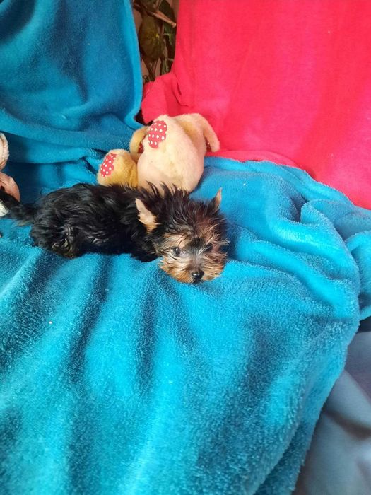 Yorkshire Terrier  Miniatura MACHINHO