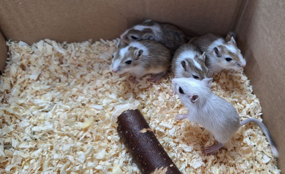 Myszoskoczki samczyki i samiczki.