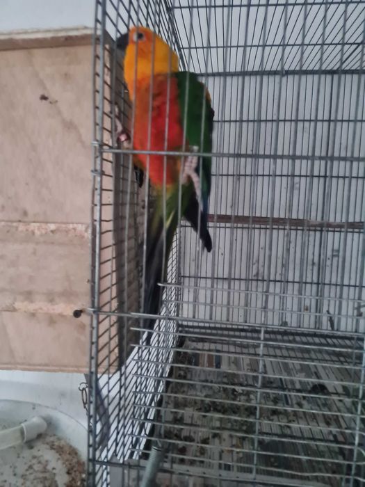 Aratinga Jandaya fêmea pronta a criar