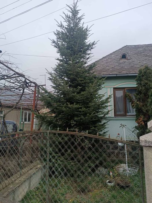 Ялинка жива 4 метри самовивіз