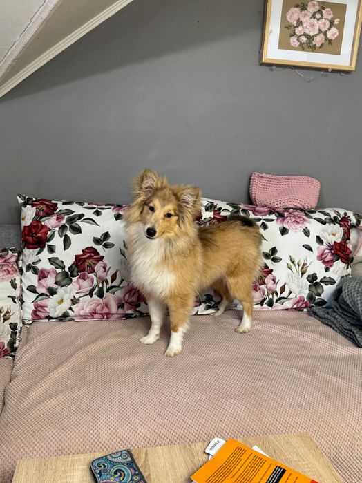 Owczarek szetlandzki sheltie szczeniak suczka
