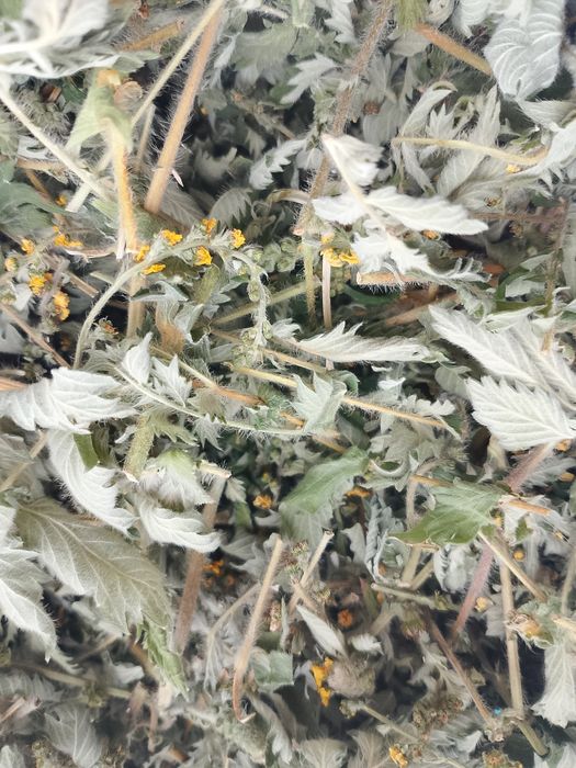 Продаю лікарські рослини: звіробій, парило, грицики, лист кульбаби