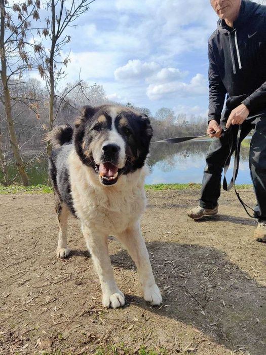 Алабай Лумі шукає родину