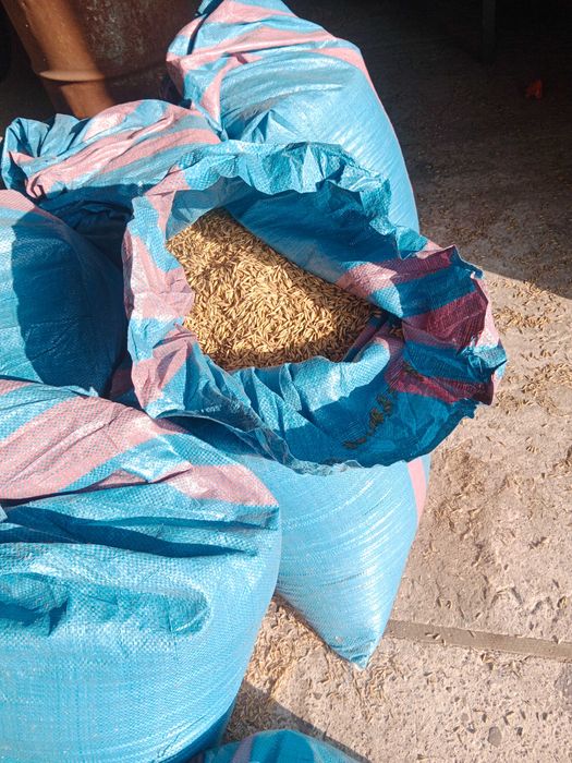 Owies  Gepard 60