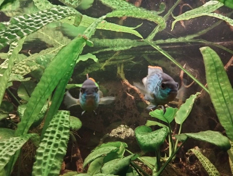 Akura electric blue - młode