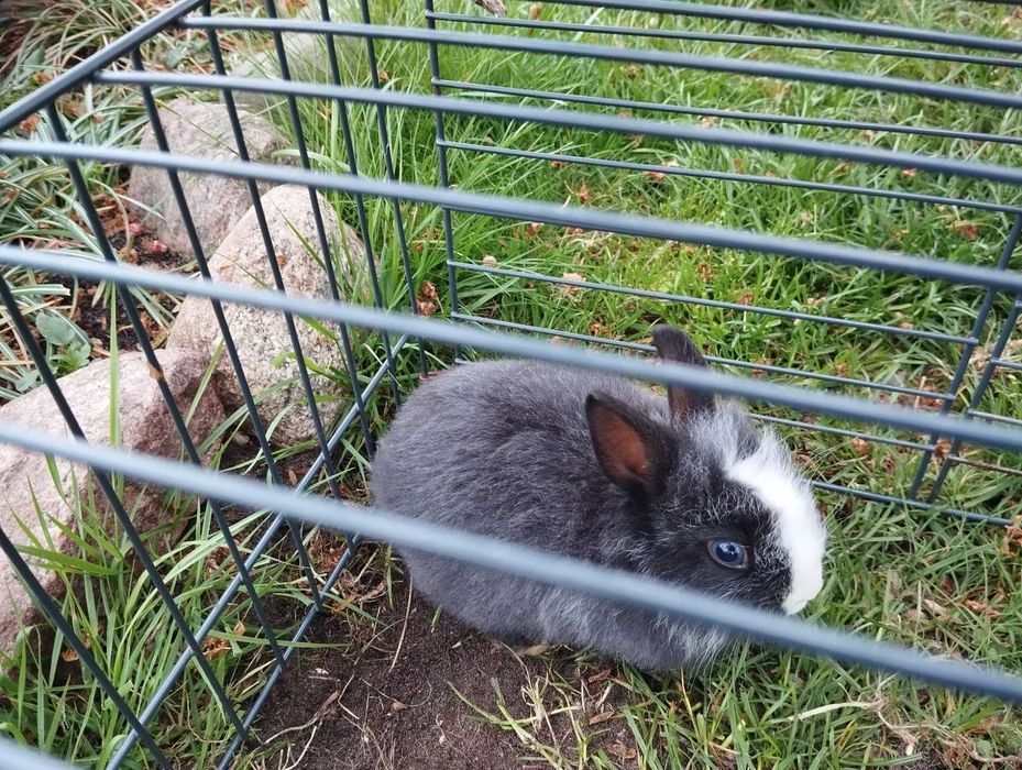 Trzy młode króliki miniaturki