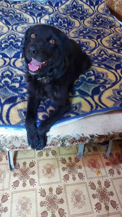 Віддам собаку безкоштовно