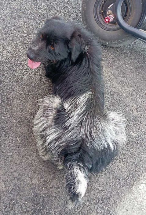 Міша -метис дратхара- мріє про дім та сім’ю / собака цуценя щенок