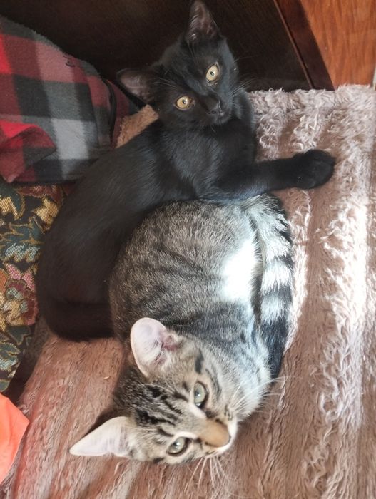 Відам безкоштовно