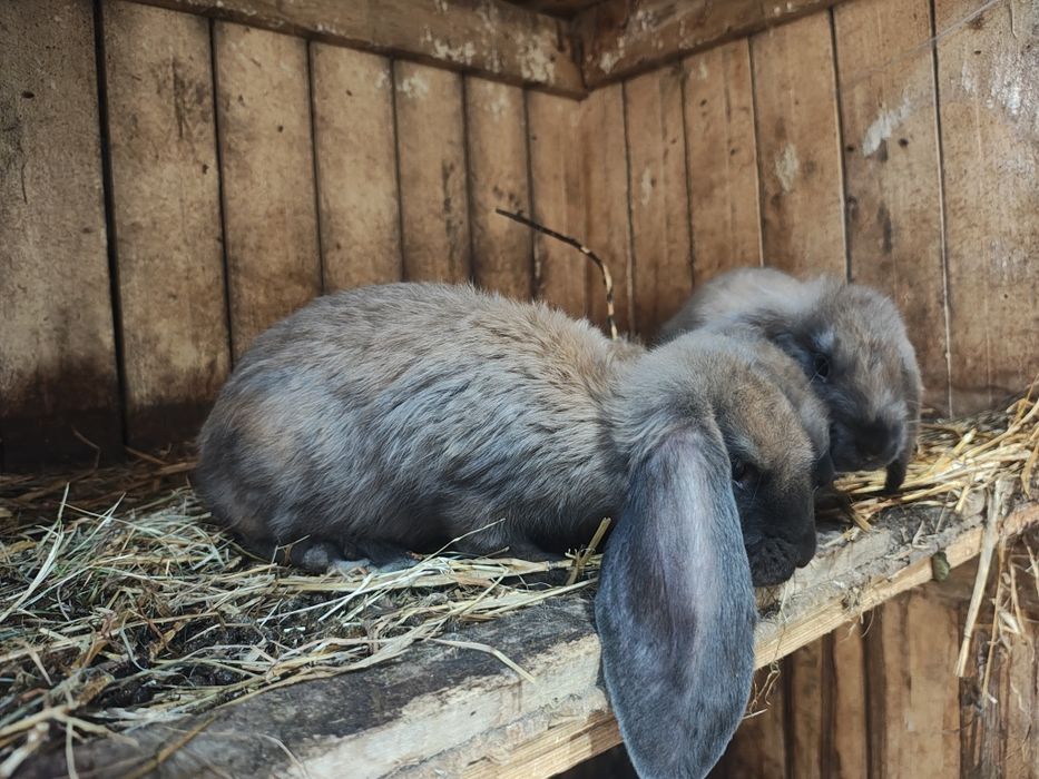 Sprzedamkróliki  samce i samiczki barany francuskie