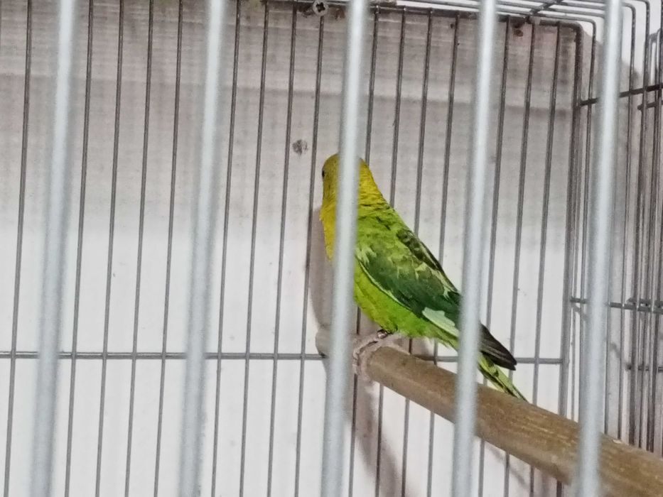 Piriquitos asa negra e hagoromonos