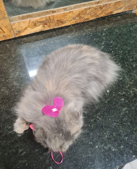 Linda gatinha Persa