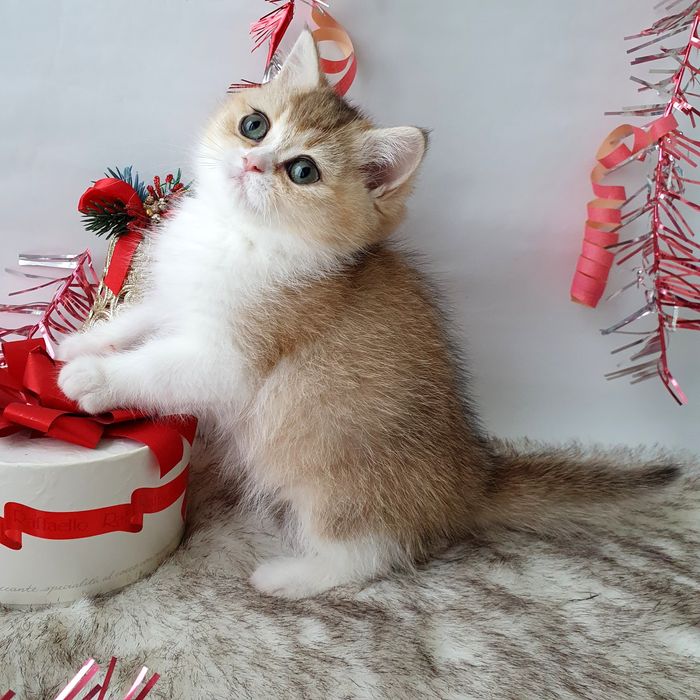 Киев Ручные, игривые, воспитанные котята рыжие, золотая шиншилла Киев