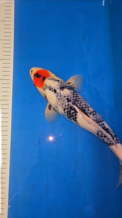 Carpa Koi - ISA - JUMBO TOSAI VHQ