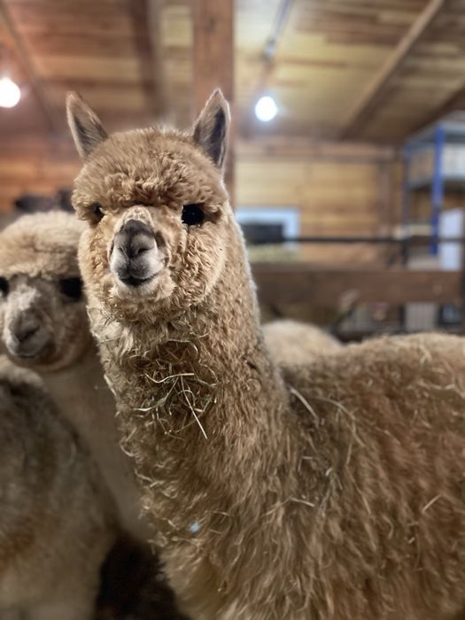 Alpaki samiczki i samce Appaloosa i Grey