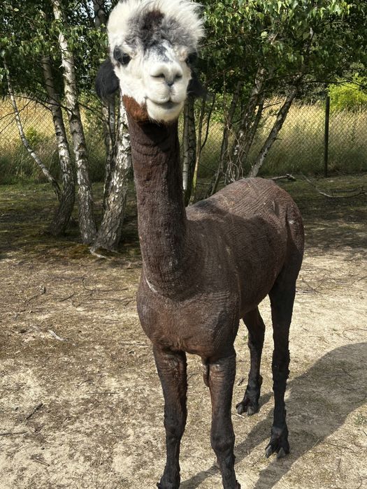 Sprzedam 3 alpaki samce, cena za wszystkie