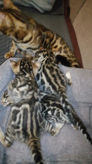 Продам кошеня кицька кішка котик