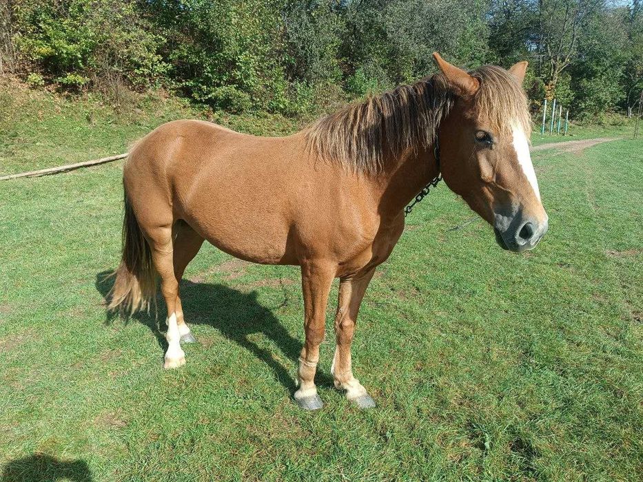 Молода кобила, 2роки 3 місяці