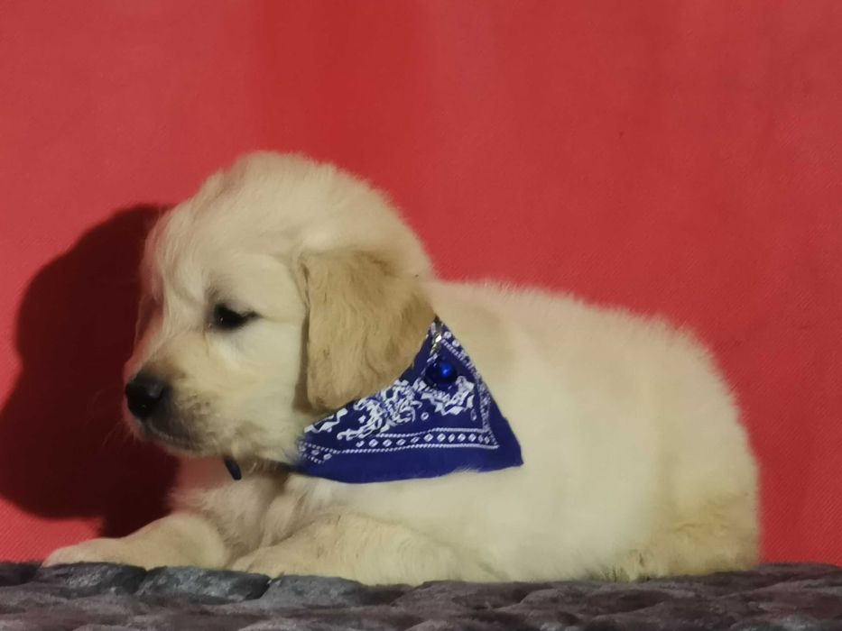 Golden retriever piesek kremowo złoty