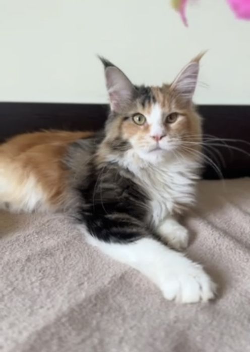 Мейн кун дівчинка з документами.4