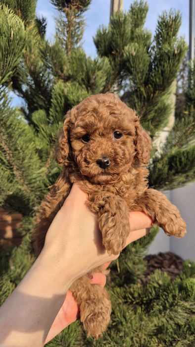 Хлопчик пудель, тато Китай. Red brown