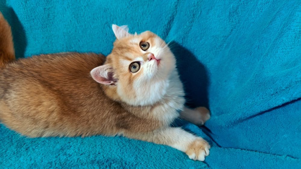 Мега крута дівчинка золота шиншила шоу класу чекає на родину