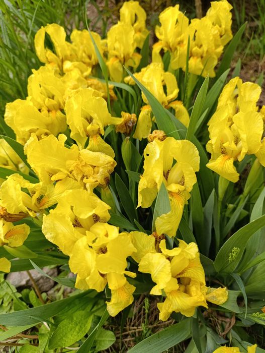 Декоративні багаторічні рослини: півники низенькі.