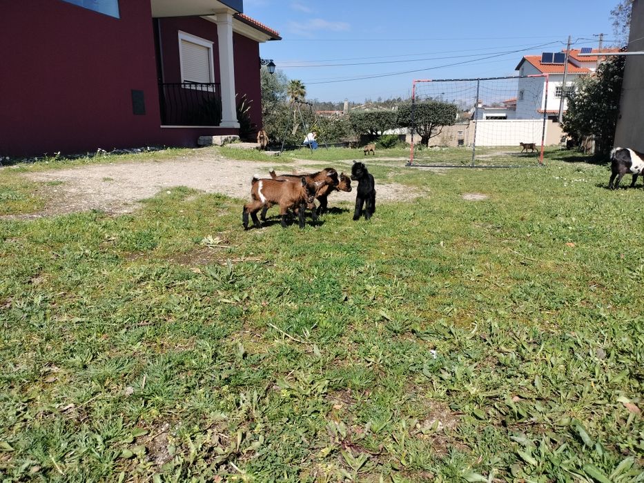 Vendo cabras anãs