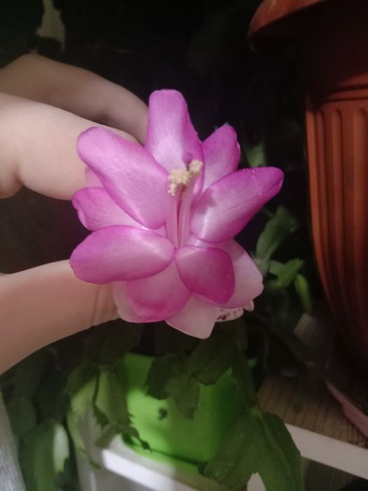 Недорого комнатные растения рождественик, хлорофитум, фиалки, и тд.