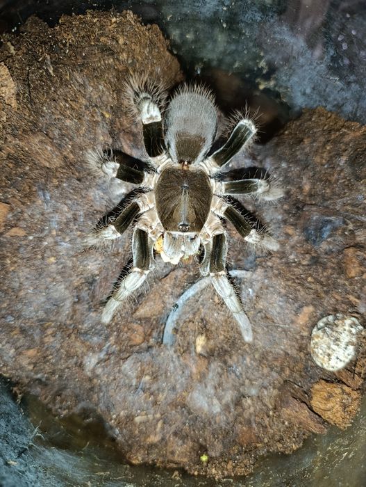Hysterocrates Gigas