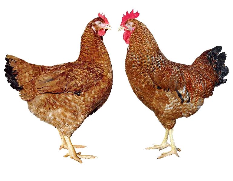 Яйця м'ясо- яєцного, яєчного направлення