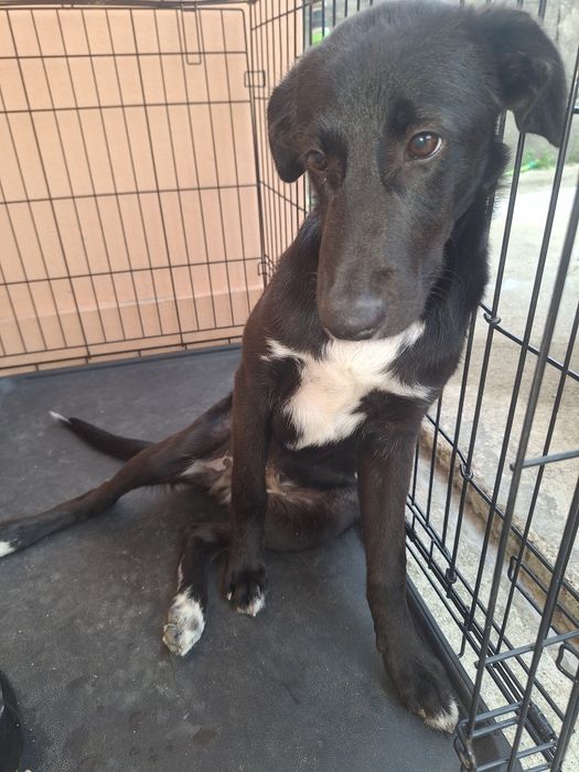 Dou Cão com 5 meses ,para adoção responsavel