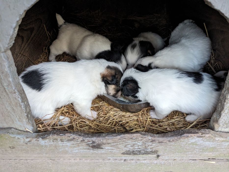Продам цуценята Джек Рассел Тер'єр,  1, 5 місяця.
