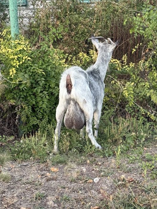 Срібляста коза – удойна годувальниця для вашої родини

Вік: 1 рік