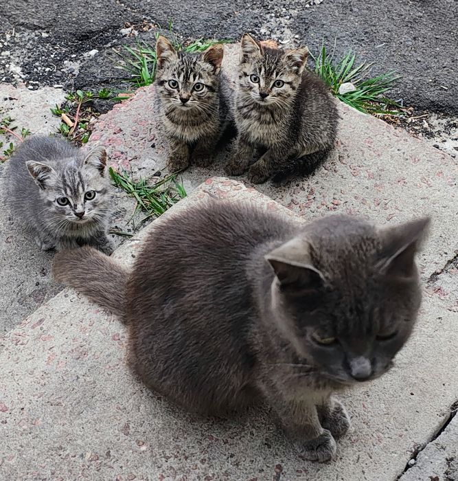 Віддам кошенят 2 місяці