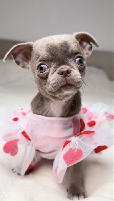 Liliowa suczka chihuahua mini