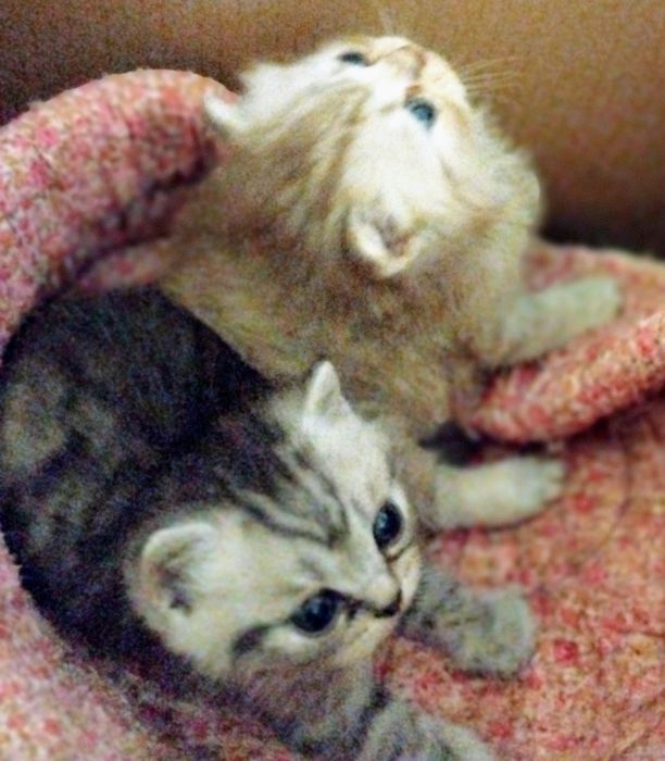 Скоттіш страйт золота та мрамор на срібрі шиншила.Родословна WCF.