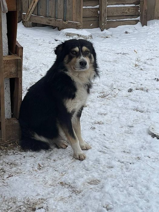 Дружочку потрібен дім