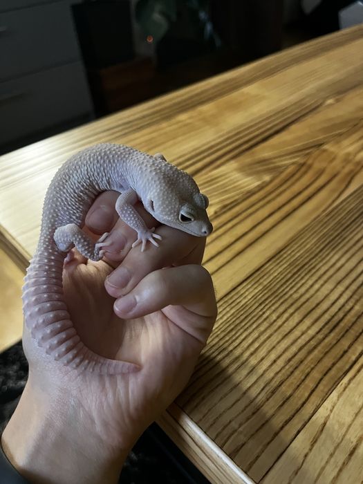 Super Snow Diablo Blanco wraz z terrarium gekon lamparci