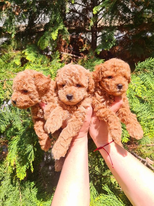 Мальтипушки мальчики мини