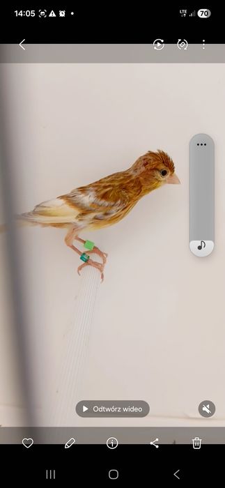 Miniatura Hiszpańska
